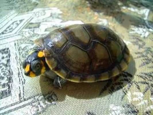 巨暴牙魚混養(yǎng)龍魚，巨暴牙魚與龍魚混養(yǎng)注意事項，混養(yǎng)成功與否取決于多種因素