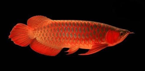 金龍魚歷史最高價，金龍魚歷史最高股價145.24元（復權價）詳細歸納