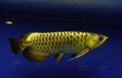 金龍魚歷史最高價，金龍魚歷史最高股價145.24元（復權價）詳細歸納