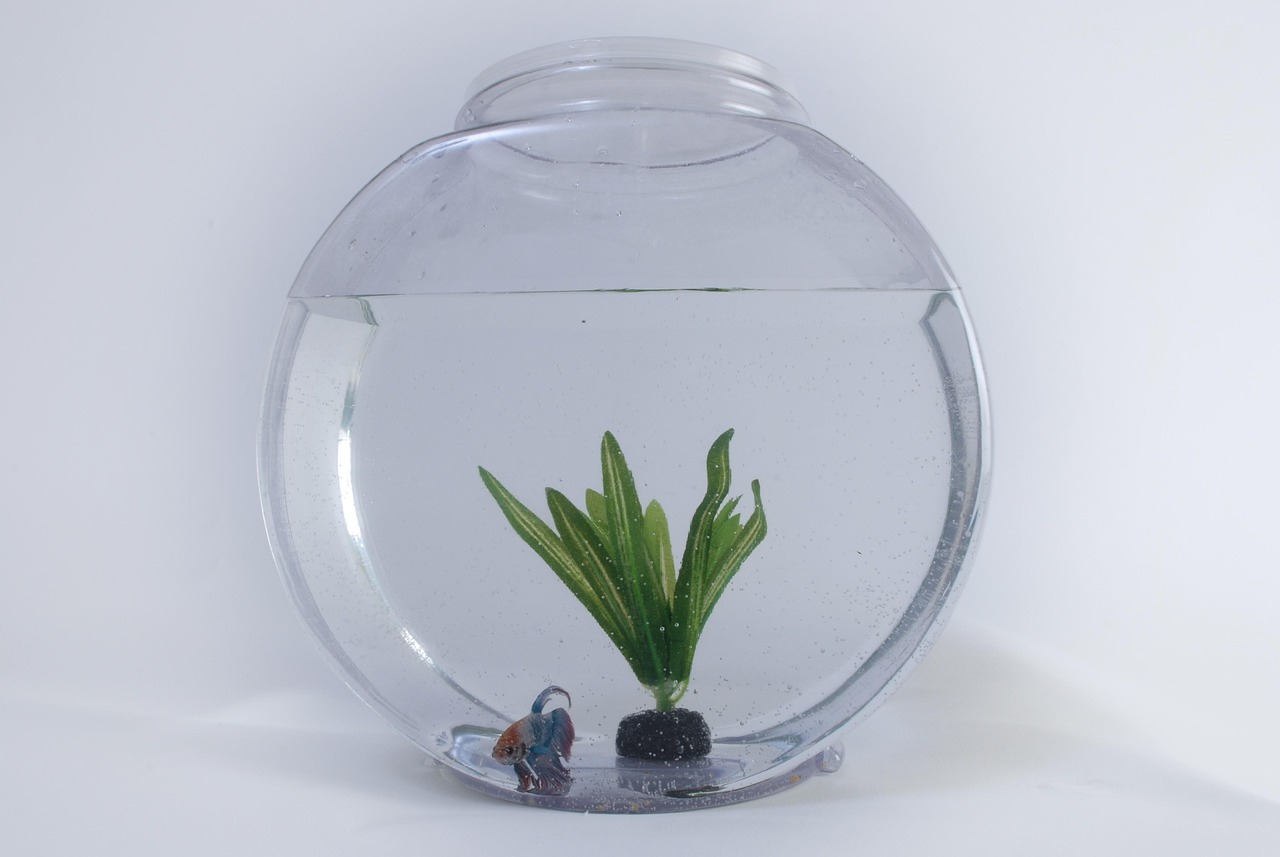 金龍魚混養(yǎng)好嗎怎么養(yǎng)的：金龍魚混養(yǎng)好還是單養(yǎng)好