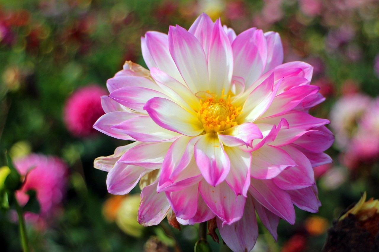 <strong><mark>江北</mark></strong>區(qū)芳芳花藝經(jīng)營(yíng)部（<strong><mark>江北</mark></strong>區(qū)芳芳花藝經(jīng)營(yíng)部地址）