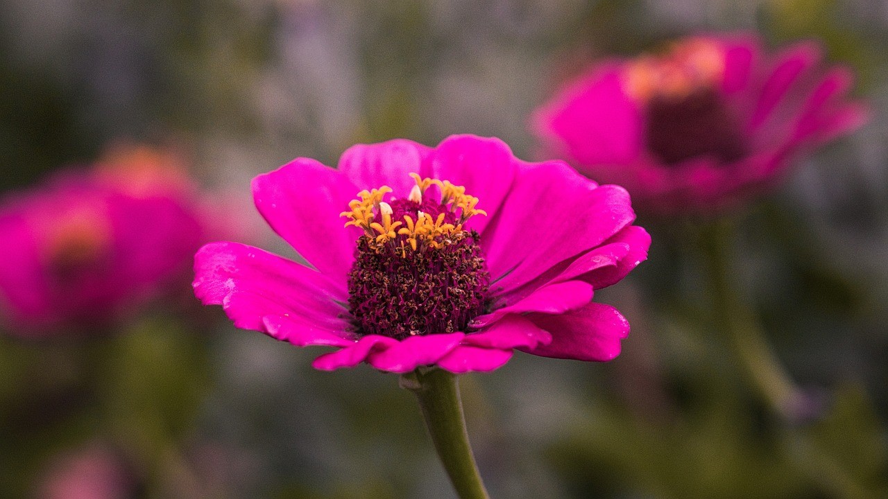 江北區芳芳花藝經營部（江北區芳芳花藝經營部地址）