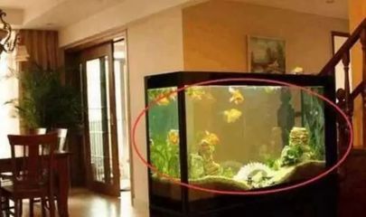 福龍魚對風水有什么影響和作用（如何正確養護福龍魚）