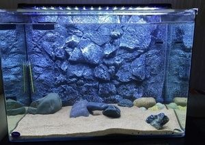 龍魚缸是否需要背景（龍魚缸背景的選擇）