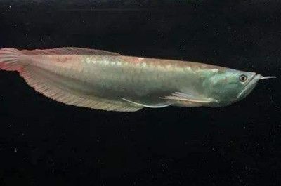 銀龍魚背鰭尾鰭周邊發紅（銀龍魚背鰭尾鰭周邊發紅可能是多種因素引起的）