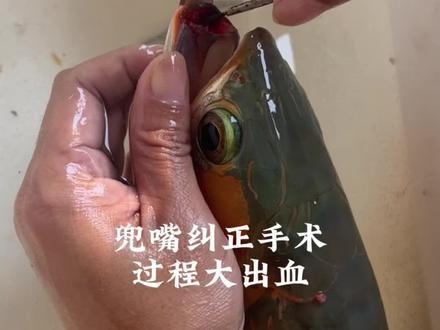 龍魚翹嘴手術視頻