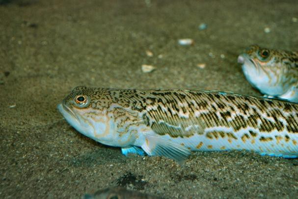 大龍魚圖片高清