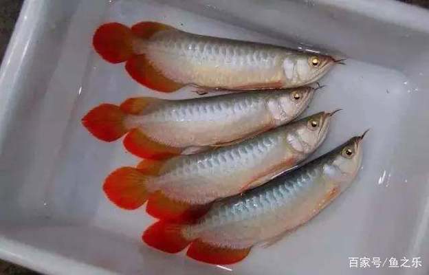 寧波市<strong><mark>海曙</mark></strong>魚之美水族館：寧波特產 魚之語