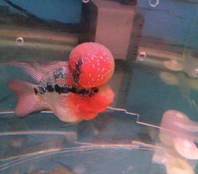 龍魚增色燈和發色燈有什么不同嗎圖片：龍魚增色燈和發色燈有什么區別