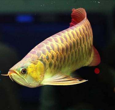 龍魚增色燈和發色燈有什么不同嗎圖片：龍魚增色燈和發色燈有什么區別