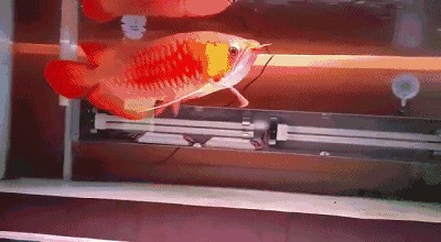 龍魚增色燈和發色燈有什么不同嗎圖片：龍魚增色燈和發色燈有什么區別