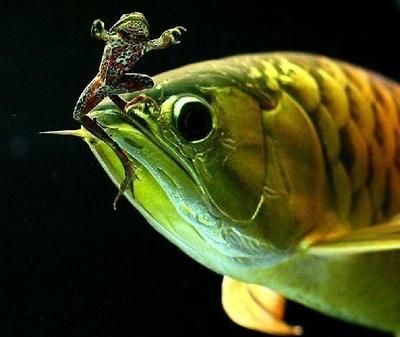 龍魚增色燈和發色燈有什么不同嗎圖片：龍魚增色燈和發色燈有什么區別