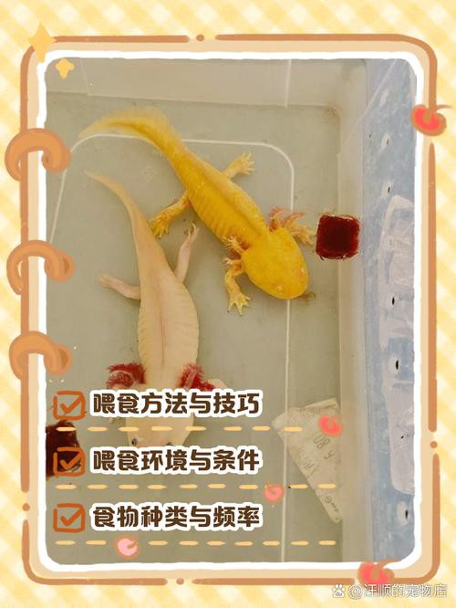 恐龍魚吃魚干嗎怎么喂 恐龍魚吃魚干嗎怎么喂 龍魚百科 第5張