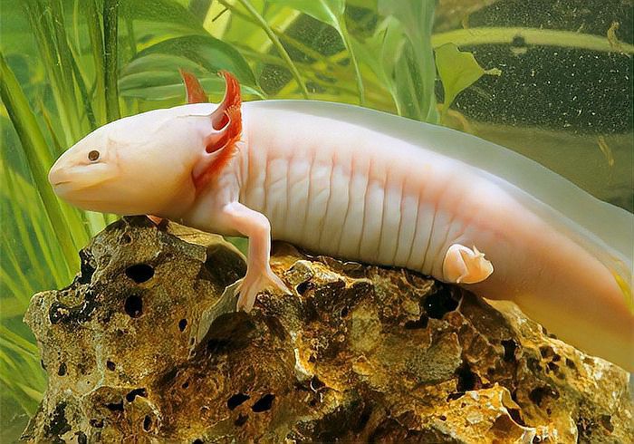 恐龍魚吃魚干嗎怎么喂 恐龍魚吃魚干嗎怎么喂 龍魚百科 第8張