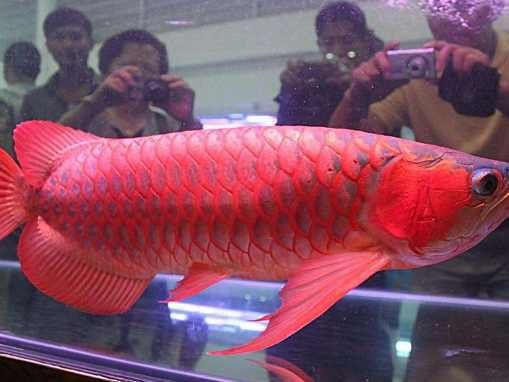 紅龍魚哪個產地最好養殖（紅龍魚哪個產地最好）