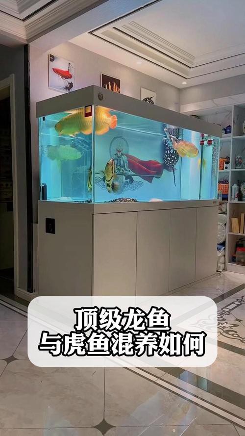 水虎魚和龍魚混養(yǎng)可以嗎圖片欣賞