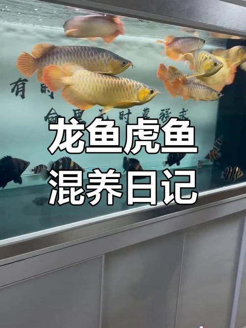 水虎魚和龍魚混養(yǎng)可以嗎圖片欣賞