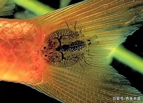 龍魚交叉感染會自愈嗎？