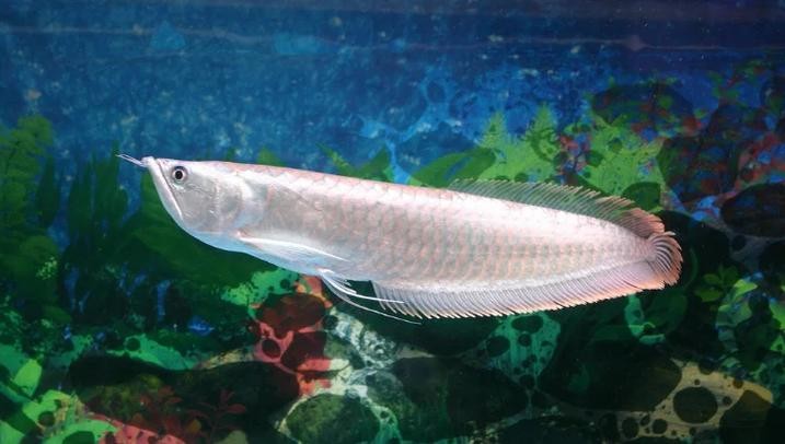 銀龍魚圖片大全大圖欣賞