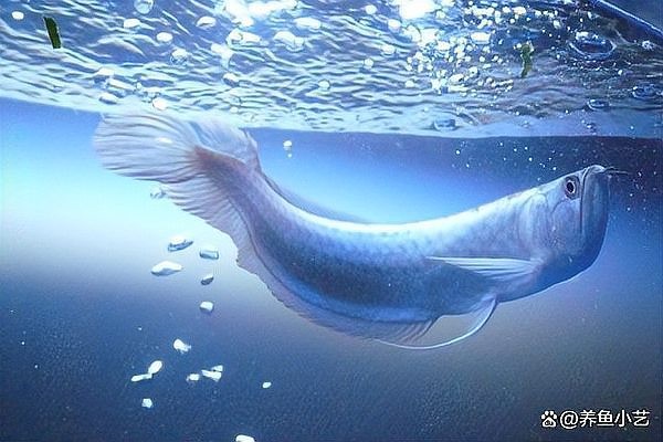 銀龍魚吃生魚肉嗎