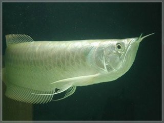 銀龍魚吃生魚肉嗎