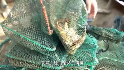 龍魚兩個(gè)月不吃東西會(huì)餓死嗎：龍魚一個(gè)月不吃東西會(huì)餓死嗎？