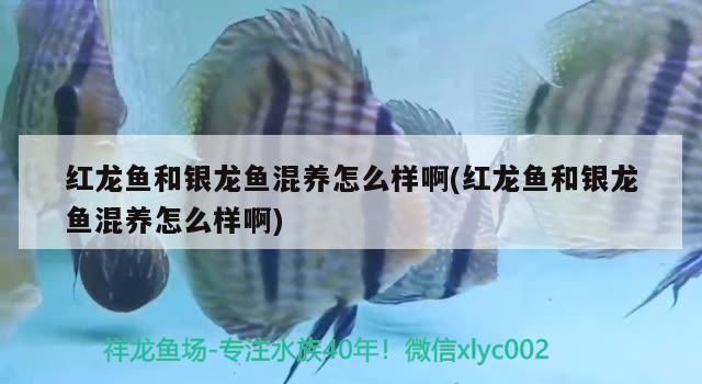 紅龍和白子銀龍魚混養(yǎng)怎么樣（紅龍和白子銀龍魚混養(yǎng)的問題需要綜合考慮多種因素）