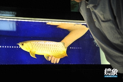 天津市濱海新區(qū)嘉凱水族館（天津市濱海新區(qū)嘉凱水族館電話）