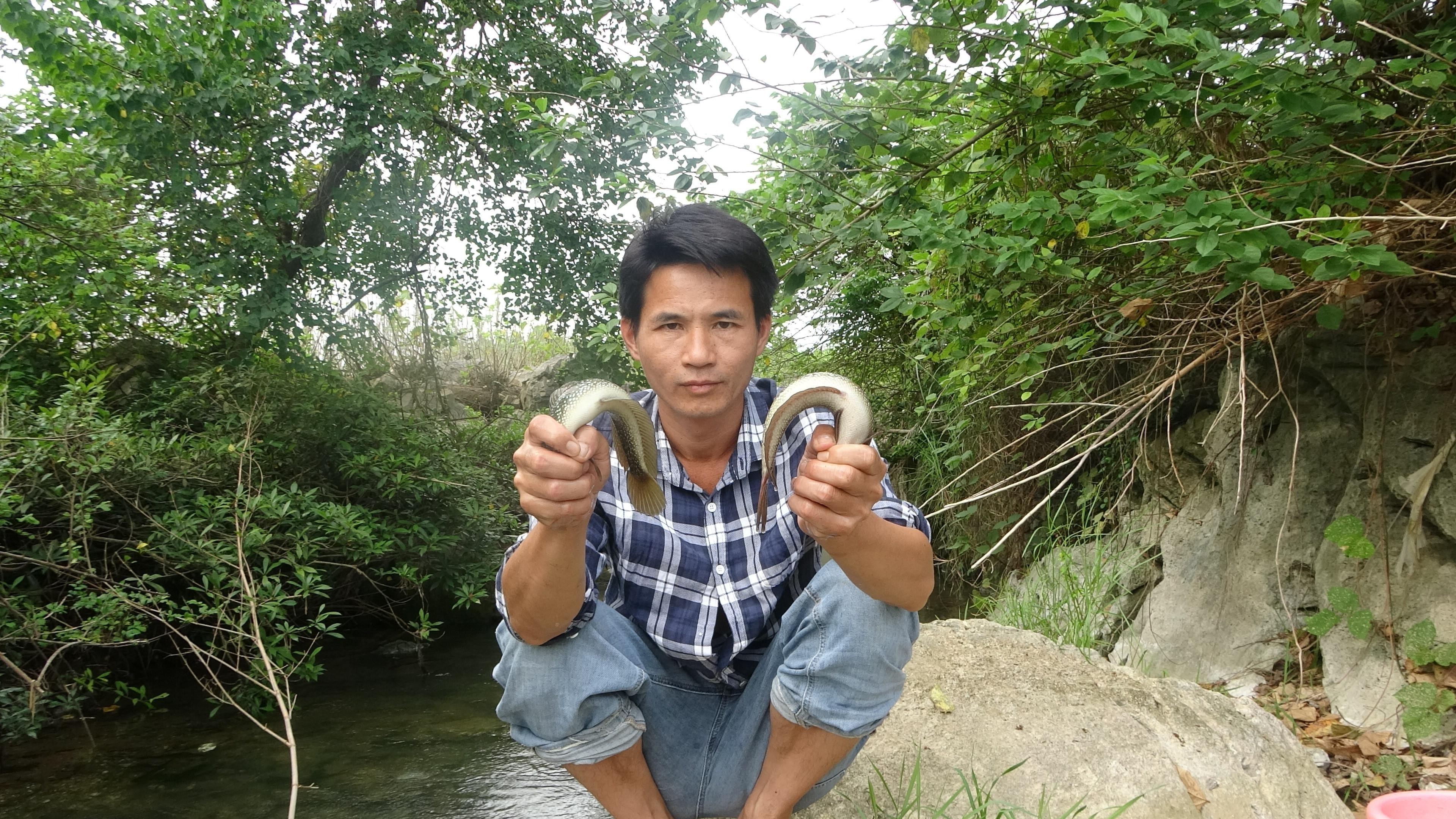 七星魚和雷龍魚哪個更有營養？