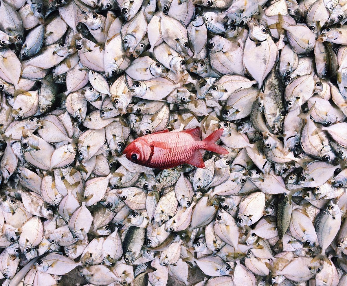 七星魚和雷龍魚哪個更有營養？