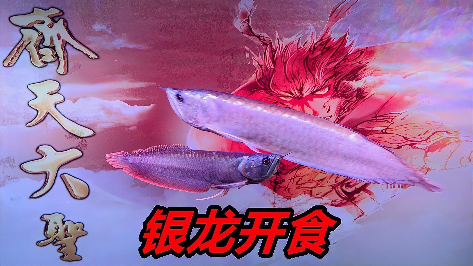銀龍魚吃魚塊會不會劃傷食道