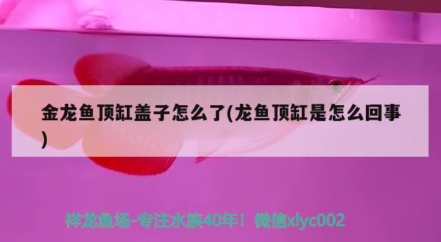 金龍魚頂缸蓋子怎么了，金龍魚撞缸后如何急救