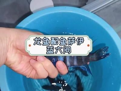 養薩伊藍的燈可以養龍魚嗎？（薩伊藍魚和龍魚可以混養嗎？）