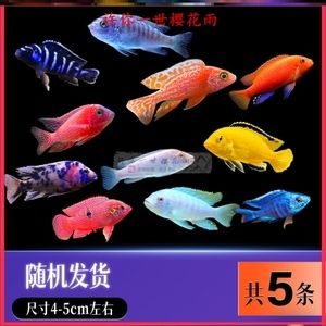 養薩伊藍的燈可以養龍魚嗎？（薩伊藍魚和龍魚可以混養嗎？）