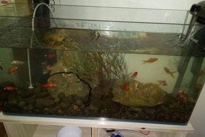 龍魚黑缸與白缸的選擇（選擇黑缸還是白缸，看完你就明白了）