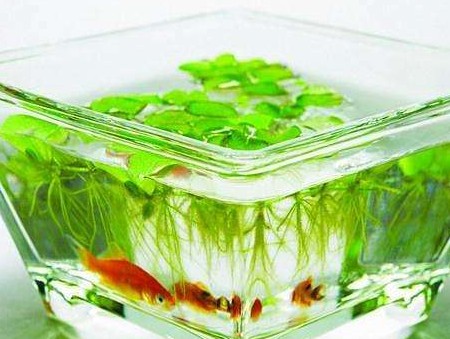 新城區貳拾陸度海景水族店（貳拾陸號酒樓(古城店)怎么樣）