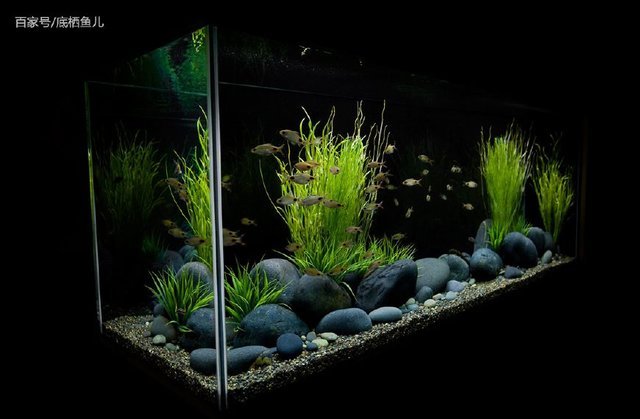 即墨區北朔水族館（即墨區北朔水族館電話）