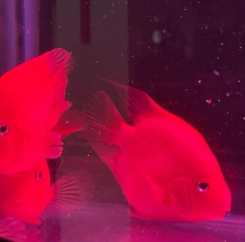 銀龍魚跟什么魚混養(yǎng)好看呢