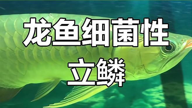 龍魚鱗片感染后如何急救？