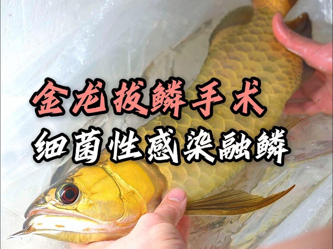 龍魚鱗片感染后如何急救？
