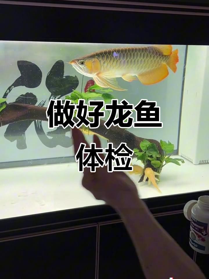 龍魚鱗片感染后如何急救？