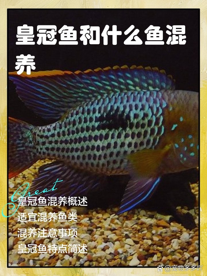 銀龍魚和皇冠魚混養可以嗎