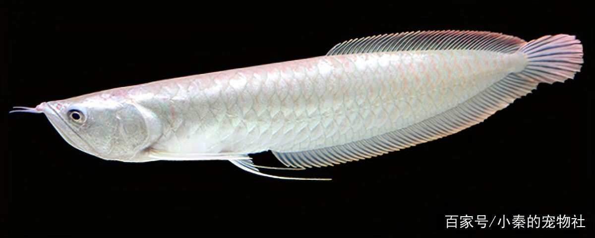 銀龍魚和皇冠魚混養可以嗎