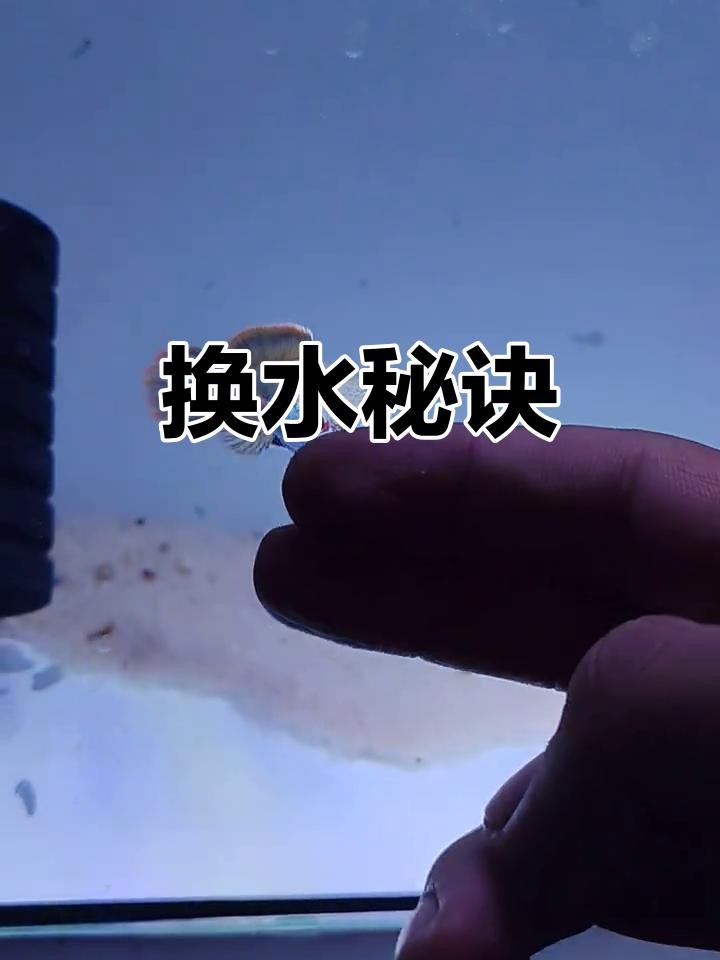 雷龍魚換水后多久恢復(fù)狀態(tài)