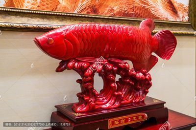 紅龍魚的價格多少錢一斤啊圖片大全（紅龍魚的價格多少錢一斤啊圖片大全大圖）