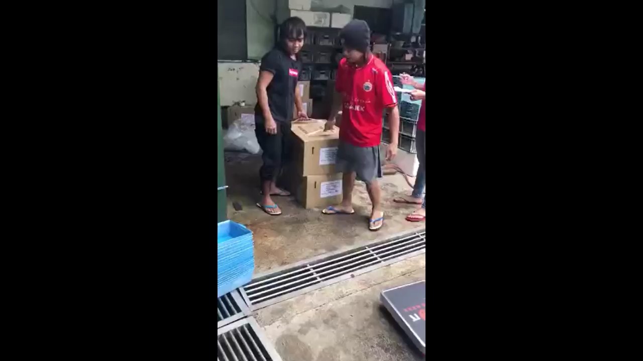 立達龍魚運往日本福井建人的水族店