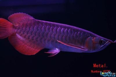河東區漁樂水族館（河東區漁樂水族館地址）