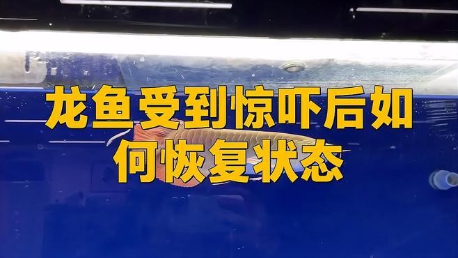 雷龍魚為什么趴缸不動