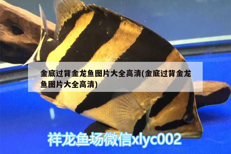 飼料 金底過背金龍魚圖片大全高清(金底過背金龍魚圖片大全高清) 金龍魚百科 金底過背金龍魚圖片大全高清(金底過背金龍魚圖片大全高清) 金底過背金龍魚圖片大全高清(金底過背金龍魚圖片大全高清) 金龍魚百科