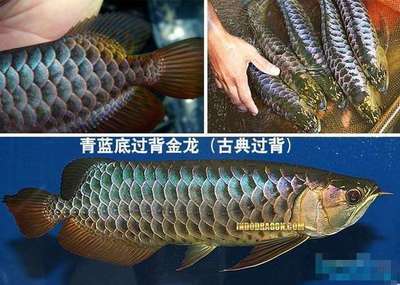 普蘭店區(qū)魚樂生態(tài)景缸工作室（普蘭店區(qū)魚樂生態(tài)景缸工作室地址）